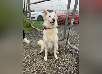 Celeste geb. 01/2024 (ESP) - fröhlicher und aktiver Border Collie sucht ein Für-immer-Zuhause!