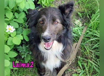 Laima2 geb. 01/2021 - sportliche und aufmerksame, wunderschöne Border-Collie-Mix Hündin!
