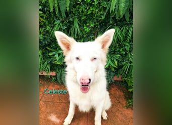 Celeste geb. 01/2024 (ESP) - fröhlicher und aktiver Border Collie sucht ein Für-immer-Zuhause!