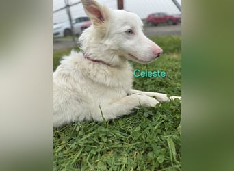 Celeste geb. 01/2024 (ESP) - fröhlicher und aktiver Border Collie sucht ein Für-immer-Zuhause!