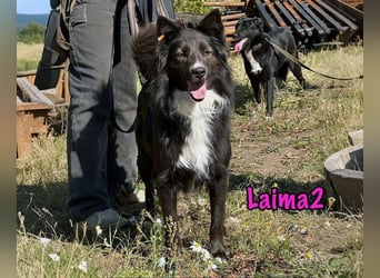 Laima2 geb. 01/2021 - sportliche und aufmerksame, wunderschöne Border-Collie-Mix Hündin!