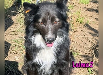 Laima2 geb. 01/2021 - sportliche und aufmerksame, wunderschöne Border-Collie-Mix Hündin!