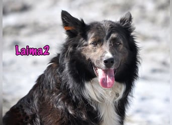 Laima2 geb. 01/2021 - sportliche und aufmerksame, wunderschöne Border-Collie-Mix Hündin!