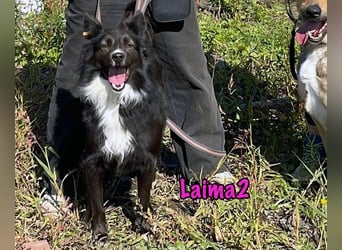 Laima2 geb. 01/2021 - sportliche und aufmerksame, wunderschöne Border-Collie-Mix Hündin!