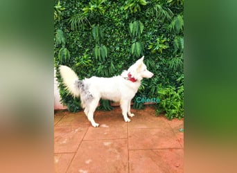 Celeste geb. 01/2024 (ESP) - fröhlicher und aktiver Border Collie sucht ein Für-immer-Zuhause!