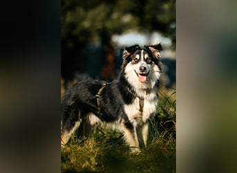 Lustiger Tocki sucht seine Familie