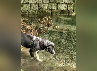 Feli, Border-Aussie Mix sucht aktives, erfahrenes Zuhause