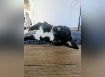 Feli, Border-Aussie Mix sucht aktives, erfahrenes Zuhause