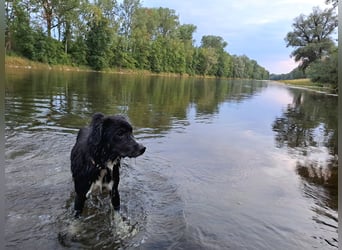 Feli, Border-Aussie Mix sucht aktives, erfahrenes Zuhause