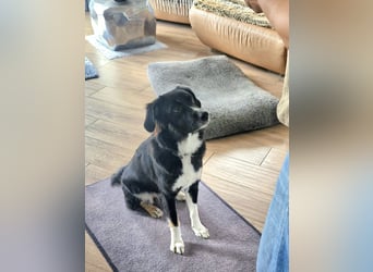 Feli, Border-Aussie Mix sucht aktives, erfahrenes Zuhause