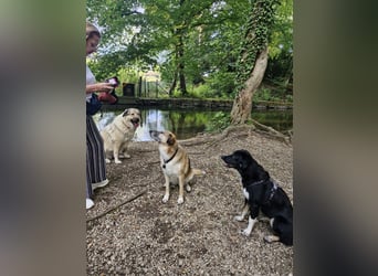 Feli, Border-Aussie Mix sucht aktives, erfahrenes Zuhause