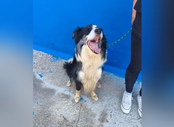 YAS ein menschenbezogener Hundemann
