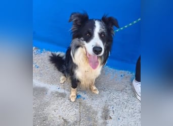 YAS ein menschenbezogener Hundemann