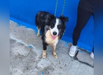 YAS ein menschenbezogener Hundemann