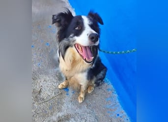 YAS ein menschenbezogener Hundemann