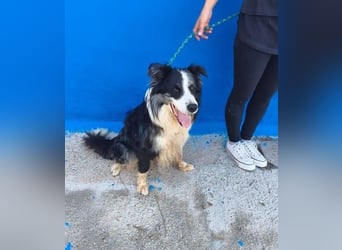 YAS ein menschenbezogener Hundemann