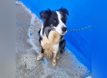 YAS ein menschenbezogener Hundemann