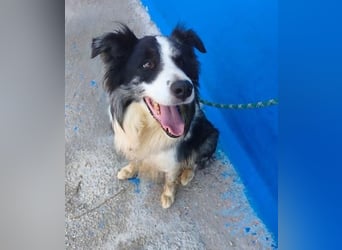 YAS ein menschenbezogener Hundemann