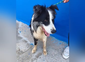 YAS ein menschenbezogener Hundemann