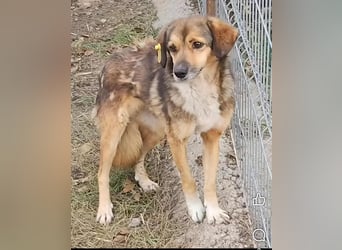 SADDY♥ - Gerettet aus Horror Tötung Slatina, Ostern'22