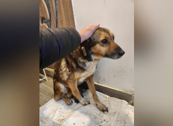 SADDY gerettet aus Horror Tötung Slatina, Ostern'22