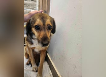 SADDY♥ - Gerettet aus Horror Tötung Slatina, Ostern'22