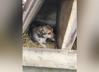 SADDY gerettet aus Horror Tötung Slatina, Ostern'22