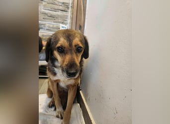 SADDY♥ - Gerettet aus Horror Tötung Slatina, Ostern'22