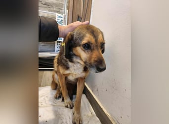 SADDY♥ - Gerettet aus Horror Tötung Slatina, Ostern'22