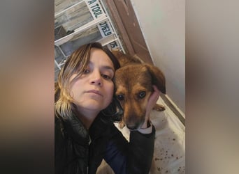 SADDY♥ - Gerettet aus Horror Tötung Slatina, Ostern'22