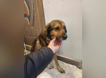 SADDY gerettet aus Horror Tötung Slatina, Ostern'22
