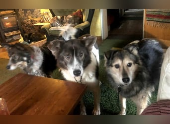 Gemeinsames Zuhause gesucht - Aponi & Chanel