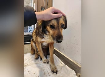 SADDY gerettet aus Horror Tötung Slatina, Ostern'22