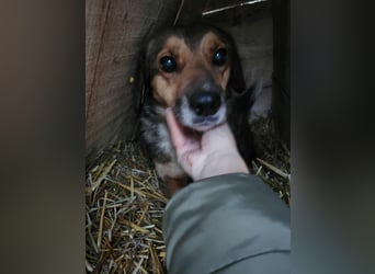 SADDY gerettet aus Horror Tötung Slatina, Ostern'22