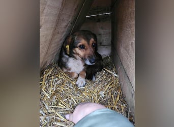 SADDY gerettet aus Horror Tötung Slatina, Ostern'22
