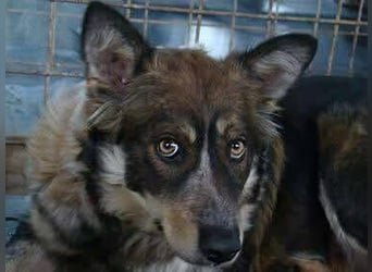 Gemeinsames Zuhause gesucht - Aponi & Chanel