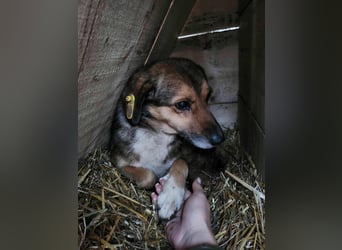 SADDY gerettet aus Horror Tötung Slatina, Ostern'22