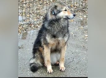 Gemeinsames Zuhause gesucht - Aponi & Chanel