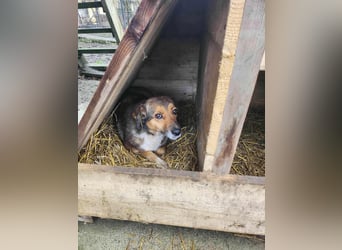 SADDY gerettet aus Horror Tötung Slatina, Ostern'22