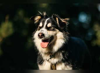 Lustiger Tocki sucht seine Menschen