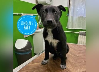 Lino ein Freund fürs Leben