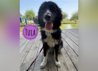 Tula eine wundervolle Begleiterin fürs Leben
