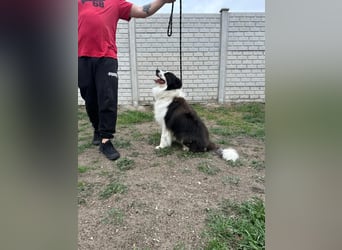 Ozan BE – aktiver Border Collie sucht seine Menschen 