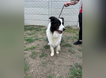 Ozan BE – aktiver Border Collie sucht seine Menschen 