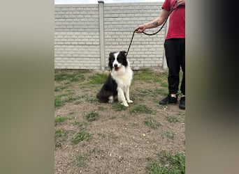 Ozan BE – aktiver Border Collie sucht seine Menschen 