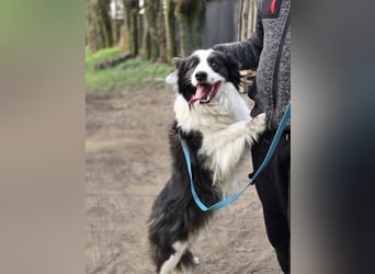 Ozan BE – aktiver Border Collie sucht seine Menschen 