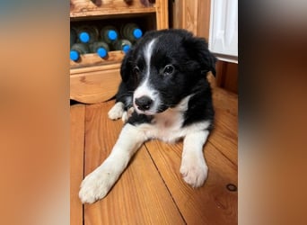 Border collie   Hündin – geimpft, entwurmt, gechipt, mit EU-Heimtierausweis