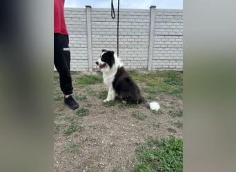 Ozan, kinderfreundlicher Border Collie geb. 04/2024