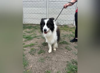 Ozan, kinderfreundlicher Border Collie geb. 04/2024