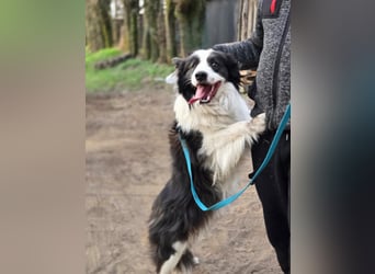 Ozan, kinderfreundlicher Border Collie geb. 04/2024
